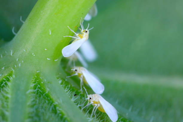 istock Glasshouse whitefly (Trialeurodes vaporariorum) infestation on a leaf. 1774883499