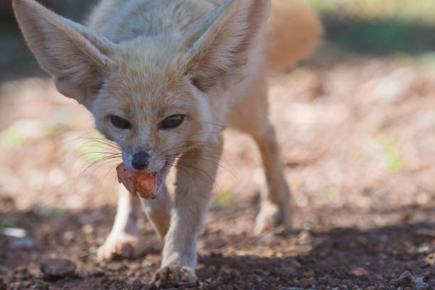 istock Fennec fox or desert fox baby closeup portrait 1774883503