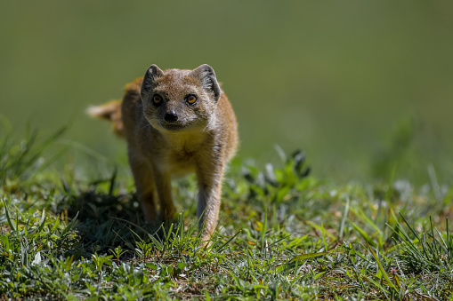 Yellow mongoose closeup portrait in kgalagadi South Africa