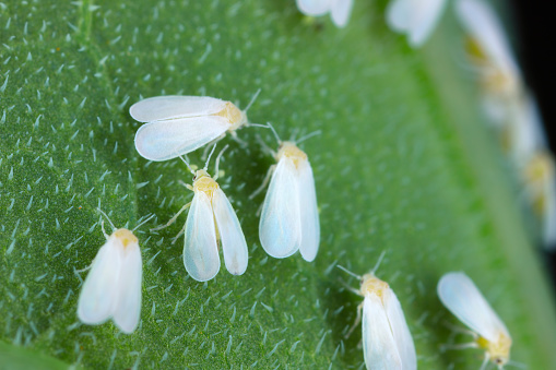 Glasshouse whitefly (Trialeurodes vaporarium) adults on green leaf.