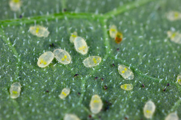 istock Leaf of a cucumber plant infested by whitefly. 1774884044