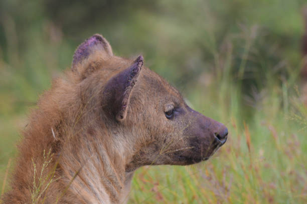 istock Spotted hyena side portrait in Kruger national park 1774884575
