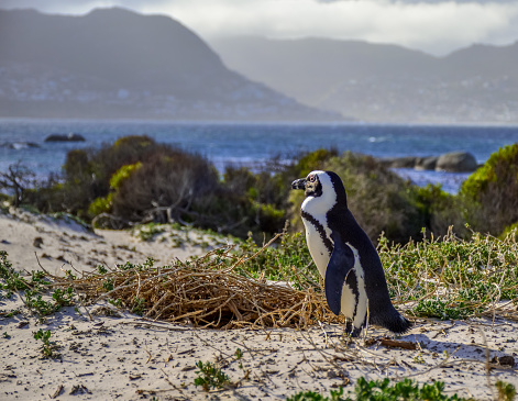 An African cape penguin isolated on white sands of boulder's beach cape town South Africa