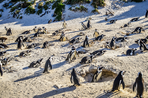 African cape penguin colony at boulder's beach in Simon's town cape town