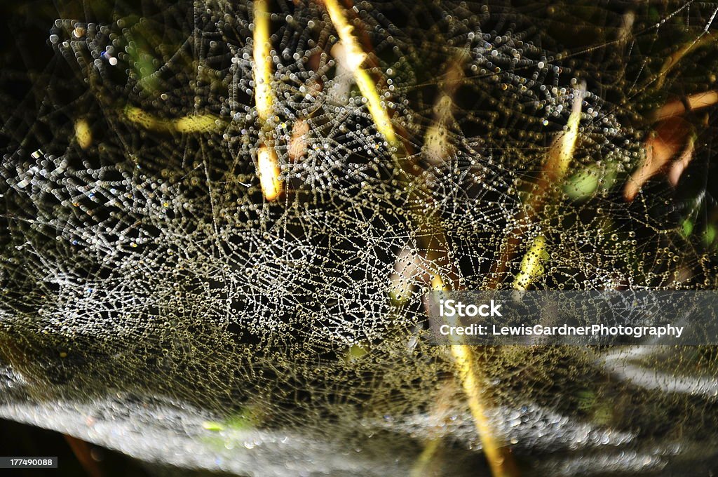 Tau der Spiders-Webstreifen - Lizenzfrei Baum Stock-Foto