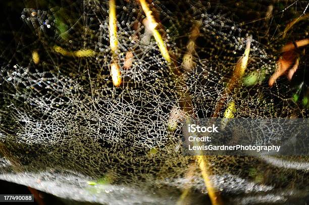 Tau Der Spiderswebstreifen Stockfoto und mehr Bilder von Baum - Baum, Fotografie, Horizontal