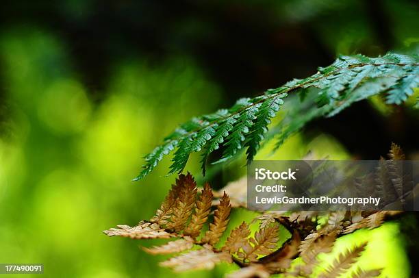 Photo libre de droit de Lancien Et Du Nouveau banque d'images et plus d'images libres de droit de Feuille - Feuille, Flore, Forêt