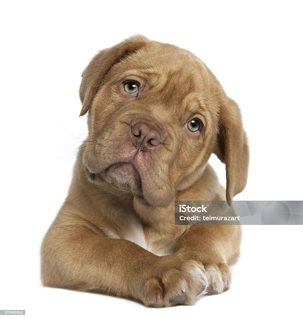 Puppy Animal Stock Photo