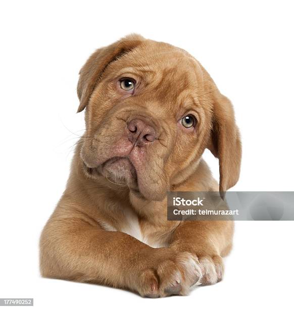 Puppy Stock Photo - Download Image Now - Animal, Cute, Dog
