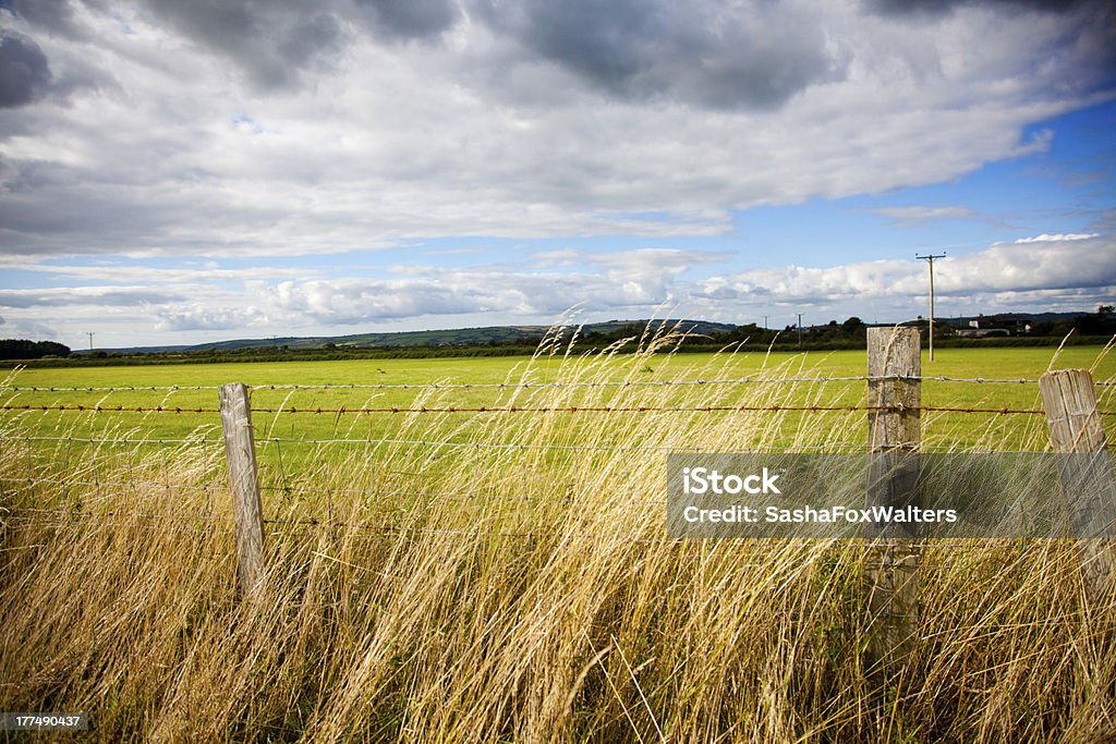 Alambradas de púas - Foto de stock de Agricultura libre de derechos