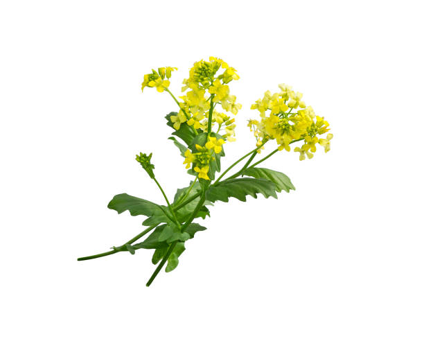 istock Mustard plant flowering. Wild mustard flowers. 1774905875