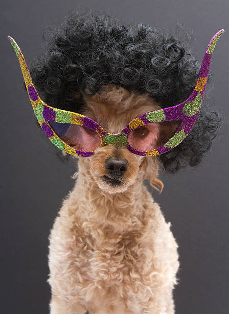 istock Poodle In Retro Glitter Glasses and Big Curls 177490647