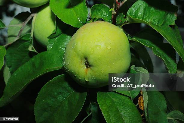 녹색 사과들 0명에 대한 스톡 사진 및 기타 이미지 - 0명, 가까운, 가을