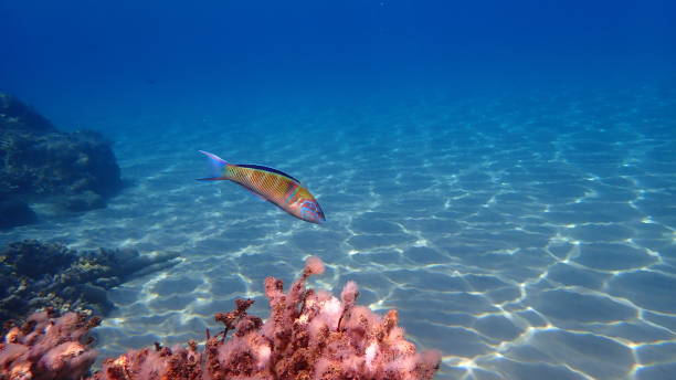 istock Ornate wrasse (Thalassoma pavo) undersea, Aegean Sea 1774910350