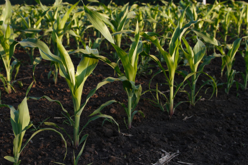 field of young green corn plants  in evening light