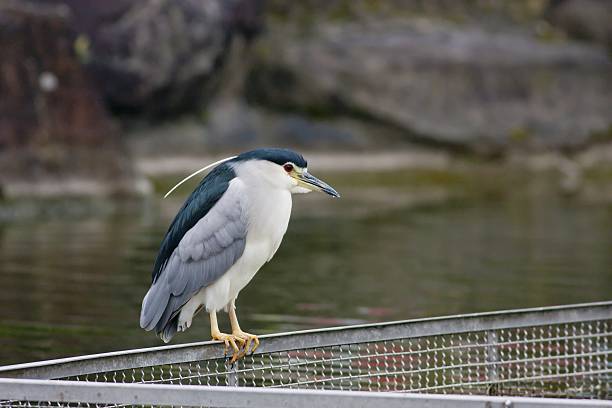 nitticora corona nera - heron night heron island water foto e immagini stock