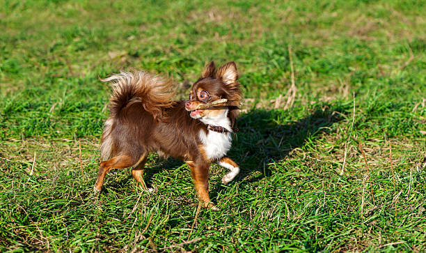 istock bright chocolate chihuahua playing with a stick 177491537