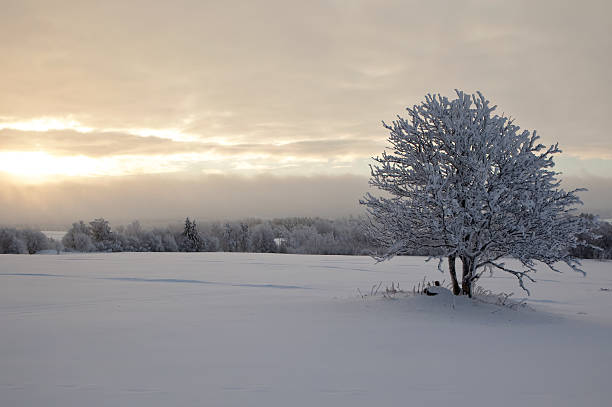 istock Winter landscape, lonely tree on a snow field 177491633