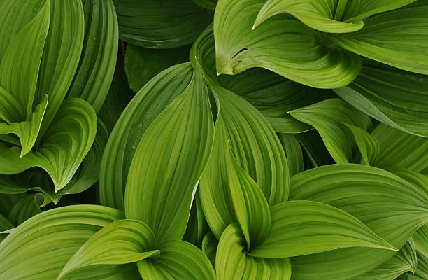 istock plenty of green leaves 177491637