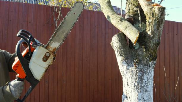 istock sawing tree branches with an old gasoline saw 1774916883