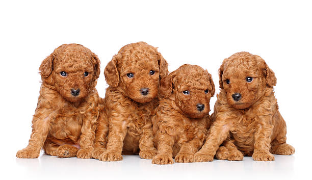 istock Toy poodle puppies 177491692