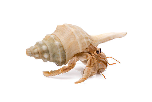 bernard-l'hermite ramper sur fond blanc. - hermit crab pets animal leg shell photos et images de collection
