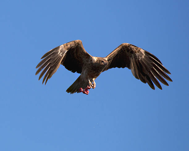 Whistling Kite ( Haliastur sphenurus) bird Whistling kite bird with catch in claws. haliastur sphenurus stock pictures, royalty-free photos & images