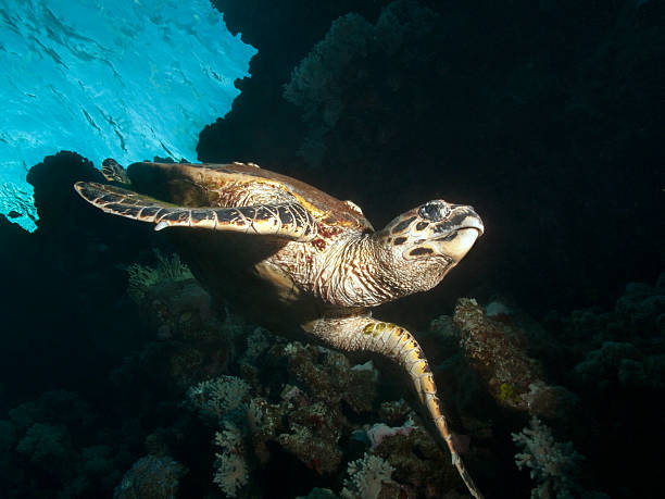 Turtle no Mar Vermelho - foto de acervo