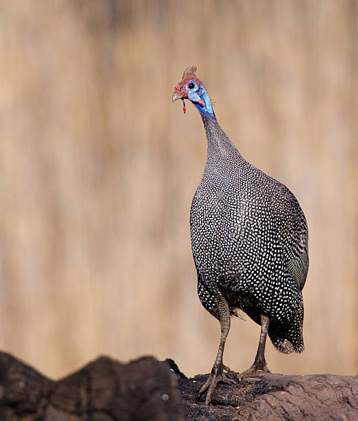 istock Guinea fowl on dead stump 177492731