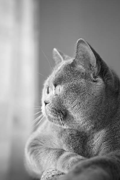 istock British gray cat lying in the window 177493020