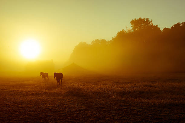 istock Horses in Morning Fog 177493049