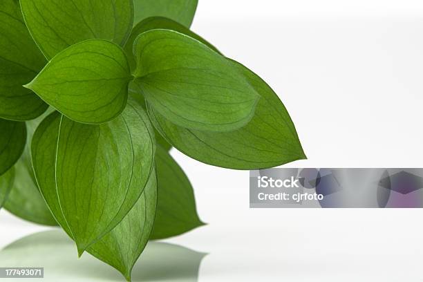 녹색 잎 0명에 대한 스톡 사진 및 기타 이미지 - 0명, 녹색, 사진-이미지