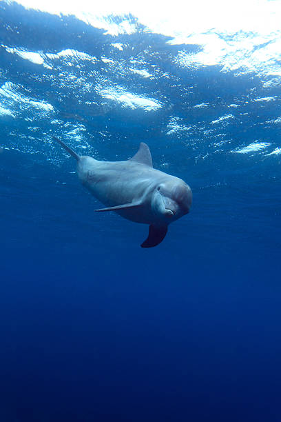 istock Wild dolphin swimming underwater 177493177