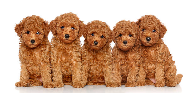 istock Toy Poodle puppies on a white background 177493214