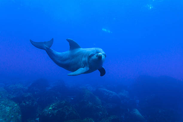 istock Dolphin in the ocean 177493226