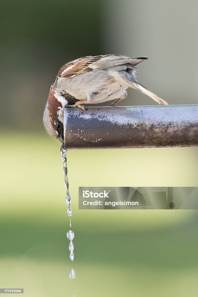 Sparrow 飲料水。 - しずくのロイヤリティフリーストックフォト