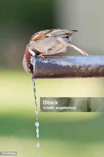 Sparrow 飲料水 - しずくのストックフォトや画像を多数ご用意 - しずく, にじみ出す, イエスズメ