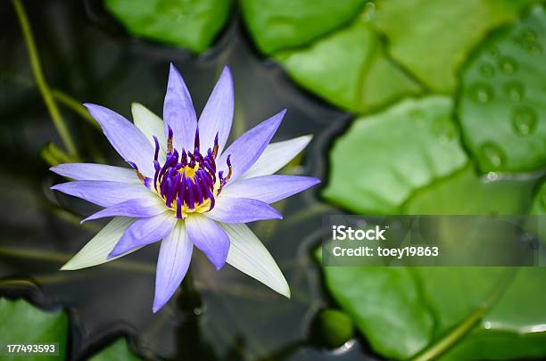 Foto de Bela Roxo Lotus e mais fotos de stock de Amarelo - Amarelo, Beleza, Beleza natural - Natureza