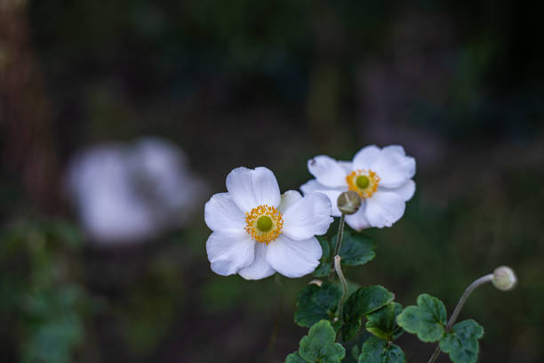 White ranunculus flowers in the autumnal garden