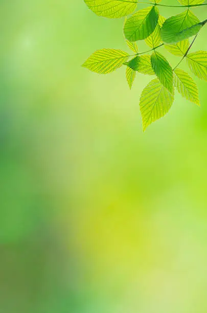 Green background with leaves of raspberry-bush