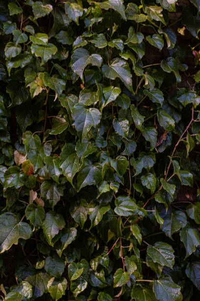 istock Green leaves of creeping plant 1774937638