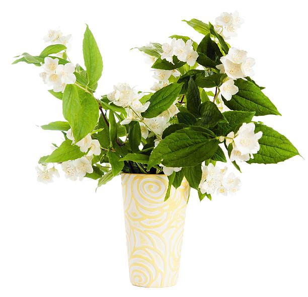 istock Flowers of  jasmin in a vase 177493876