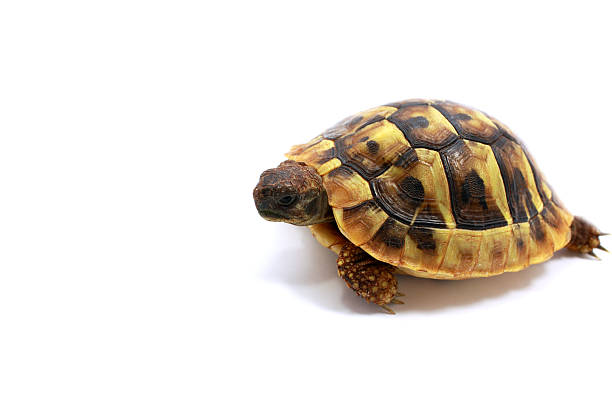 istock Testudo hermanni baby 177493913