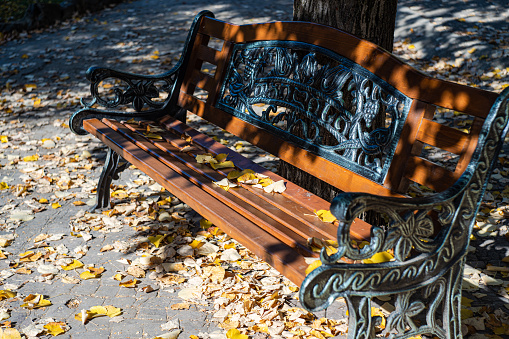 A wooden bench with metal elements stands on the path in the park among the trees. Landscape with autumn sun and shadows. Park bench