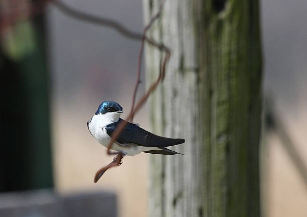 accroupi bird, le crooked fil - action alertness animal bird photos et images de collection