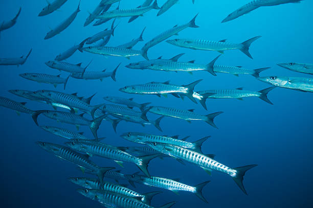 istock school of barracudas 177494016