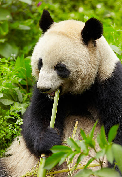 Animal Tropical Rainforest Panda Eating Stock Photos, Pictures &  Royalty-Free Images - iStock