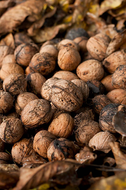 Walnut pile stock photo