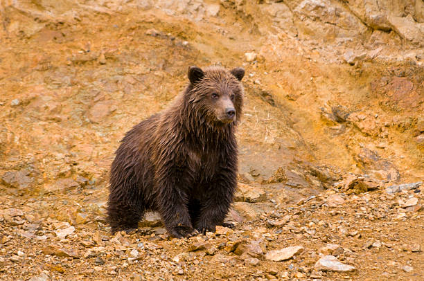 istock Grizzly Bear Cub waits Anxiously for Mom 177494173