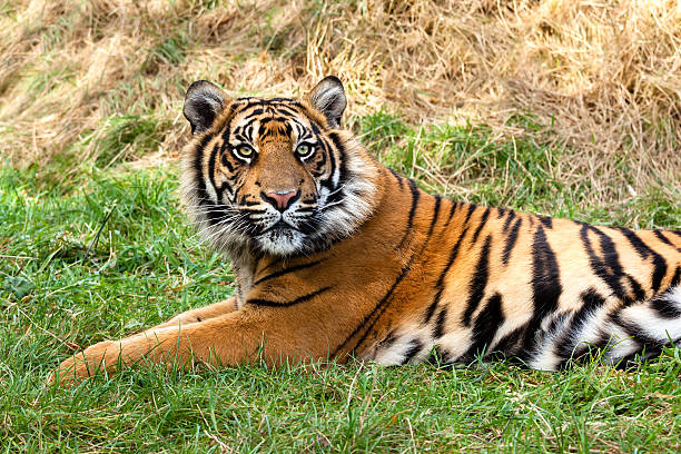 istock Curious Sumatran Tiger Lying in the Grass 177494251